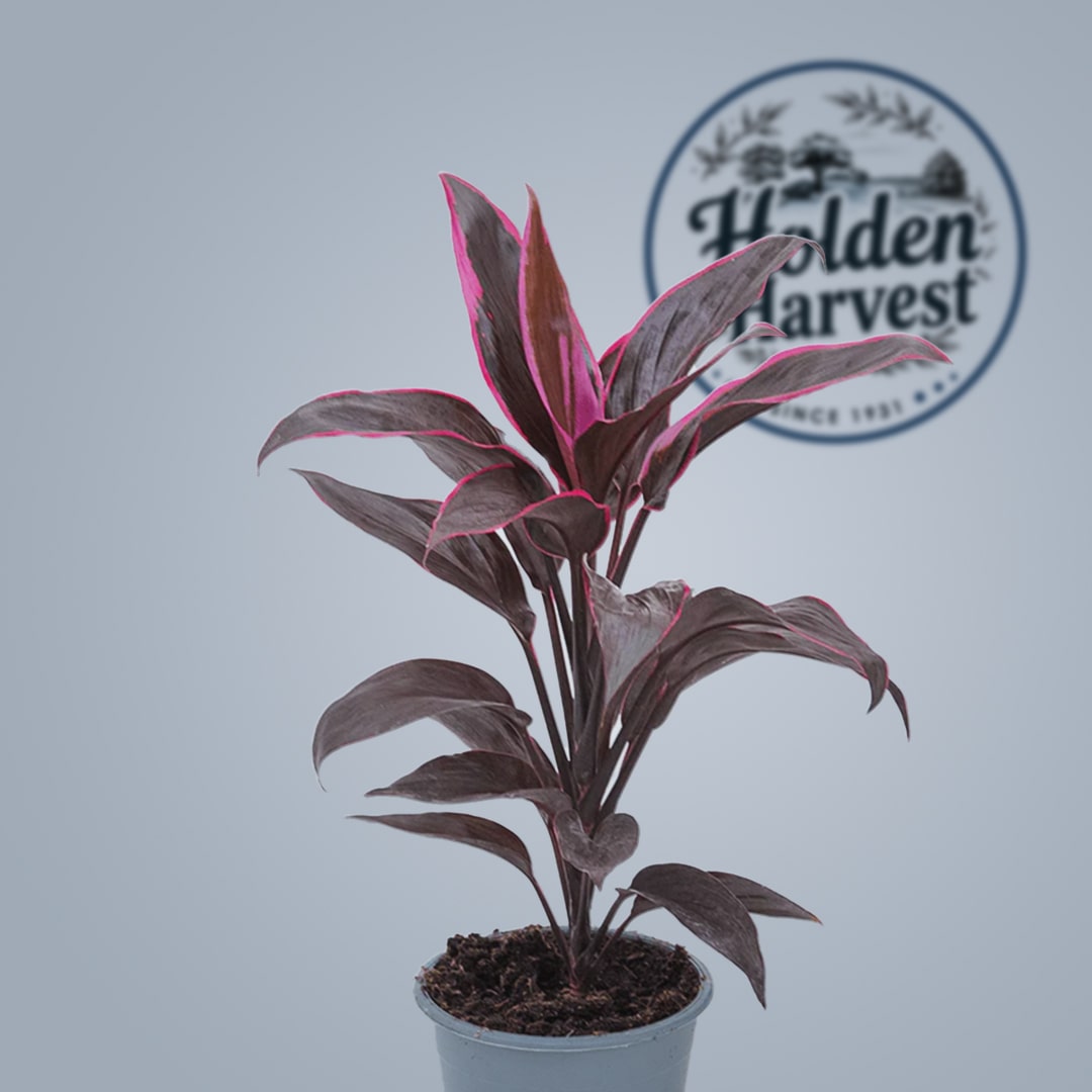 Cordyline-wine